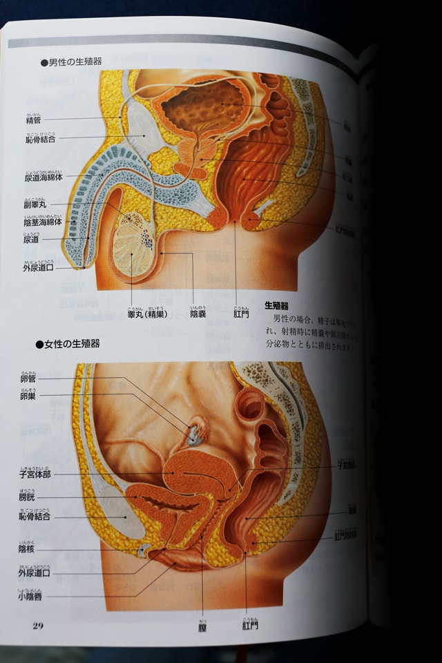 生殖器の断面図